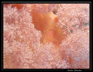 Petite gobie dans un corail by André Bruchez 